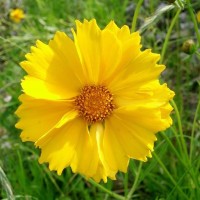 Cosmos Yellow Flower (100 Seeds) Cosmos Yellow Flower (100 Seeds)