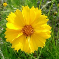 Cosmos Yellow Flower (100 Seeds) Cosmos Yellow Flower (100 Seeds)