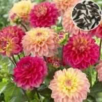 Dahlia Variabillis Figaro Type Imperial Mix (50 Seeds) Dahlia Variabillis Figaro Type Imperial Mix (50 Seeds)