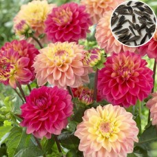 Dahlia Variabillis Figaro Type Imperial Mix (50 Seeds) Dahlia Variabillis Figaro Type Imperial Mix (50 Seeds)