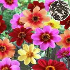 Dahlia Variabillis Top Star Beauty Mix (50 Seeds) Dahlia Variabillis Top Star Beauty Mix (50 Seeds)