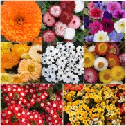 Flower Seeds