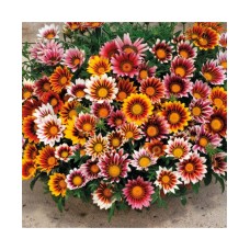 Gazania Sunshine Hybrida Mixed Gazania Sunshine Hybrida Mixed