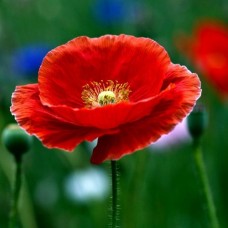 Indian Poppy- Papaver rhoeas Indian Poppy- Papaver rhoeas