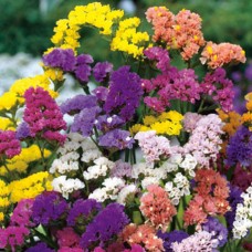 Limonium Pacific Mix(Statice) Limonium Pacific Mix(Statice)