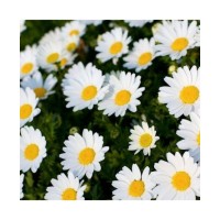 Chrysanthemum Paludosom White