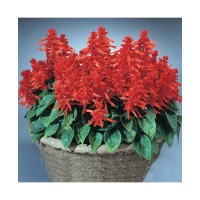 Salvia St John Fire Red Salvia St John Fire Red