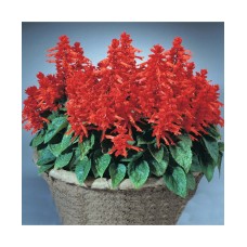 Salvia St John Fire Red Salvia St John Fire Red