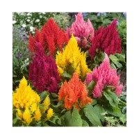 Celosia Plumosa Liliput Mixed Celosia Plumosa Liliput Mixed