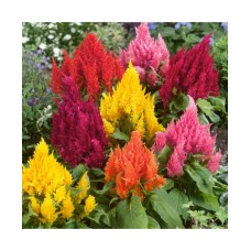 Celosia Plumosa Liliput Mixed Celosia Plumosa Liliput Mixed