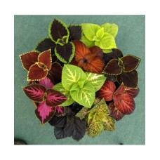Coleus Rainbow Mixed (100 seeds) Coleus Rainbow Mixed (100 seeds)