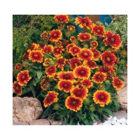 Gaillardia Aristata Mixed (50 Seeds)