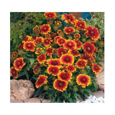 Gaillardia Aristata Mixed (50 Seeds) Gaillardia Aristata Mixed (50 Seeds)