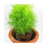 Kochia Fire Bush (100 Seeds)