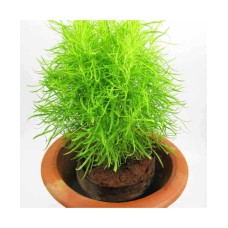 Kochia Fire Bush (100 Seeds)
