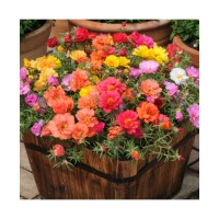 Portulaca Double Mixed (300 Seeds)