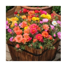 Portulaca Double Mixed (300 Seeds) Portulaca Double Mixed (300 Seeds)