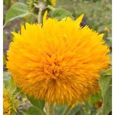 Sunflower Hellianthus Teddy Bear (40 Seeds) Sunflower Hellianthus Teddy Bear (40 Seeds)
