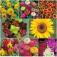 Summer Flower Seeds Summer Flower Seeds