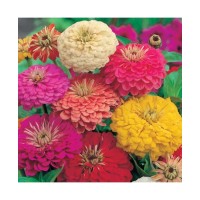 Zinnia Dahlia Flowered Mixed (50 Seeds)