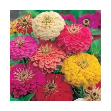 Zinnia Dahlia Flowered Mixed (50 Seeds)