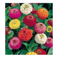 Zinnia Liliput Mixed