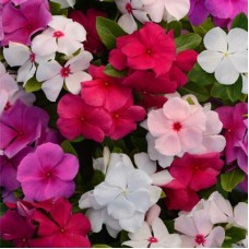 Vinca Dwarf Mix Flower Seeds Vinca Dwarf Mix Flower Seeds