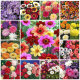 Winter Flower Seeds Winter Flower Seeds