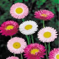 Acroclineum roseum Mixed (200 Seeds) Acroclineum roseum Mixed (200 Seeds)