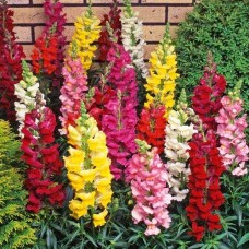 Antirrhinum Tomb Thumb Mix Antirrhinum Tomb Thumb Mix