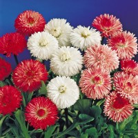 Daisy Double Mix (300 Seeds) Daisy Double Mix (300 Seeds)