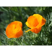 California Poppy (50 Seeds) California Poppy (50 Seeds)
