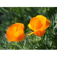 California Poppy (50 Seeds) California Poppy (50 Seeds)
