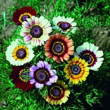 Chrysanthemum carinatum Chrysanthemum carinatum