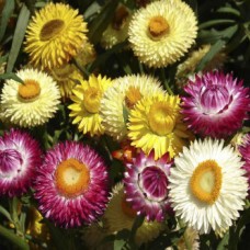 Helichrysum Songs Mix Helichrysum Songs Mix
