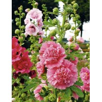 Hollyhocks double dwarf (50 Seeds) Hollyhocks double dwarf (50 Seeds)