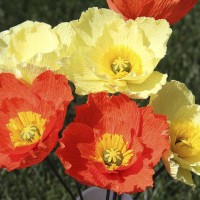 Iceland Poppy - Papaver naudicaule Mix Iceland Poppy - Papaver naudicaule Mix