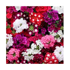 Verbena Hybrida Verbena Hybrida