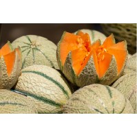 Muskmelon F1 Hybrid (25 Seeds) Muskmelon F1 Hybrid (25 Seeds)