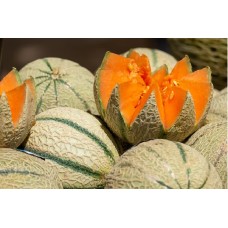 Muskmelon F1 Hybrid (25 Seeds) Muskmelon F1 Hybrid (25 Seeds)
