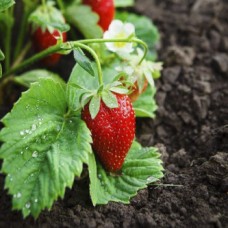 Alpine Strawberry (50 Seeds) Alpine Strawberry (50 Seeds)