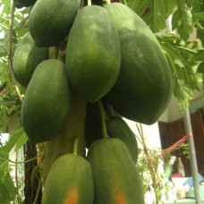 Papaya F1 Hybrid (10 Seeds) Papaya F1 Hybrid (10 Seeds)