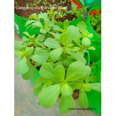 Gangavalli/Purslane leaves(1500+ seeds) Gangavalli/Purslane leaves(1500+ seeds)