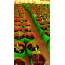 HDPE Grow Bag 12X12 inch HDPE Grow Bag 12X12 inch