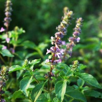 Herb Krishna Tulasi (200 Seeds)