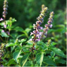 Herb Krishna Tulasi (200 Seeds)