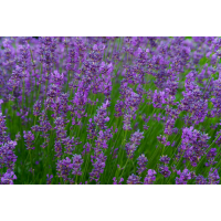 Herb Lavender (50 seeds)