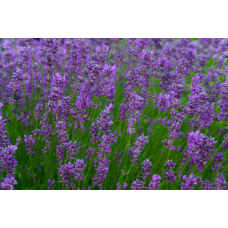 Herb Lavender (50 seeds) Herb Lavender (50 seeds)