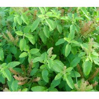 Herb Lakshmi Tulasi (200 Seeds)