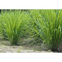 Herb Lemon Grass (20 Seeds) Herb Lemon Grass (20 Seeds)